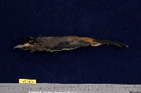 藏品(白耳畫眉)的圖片